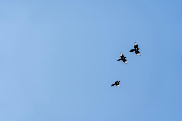 Thérapie mosaïc : une approche innovante pour guérir vos douleurs